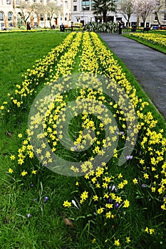 Field of Spring Flowers