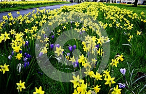 Field of Spring Flowers