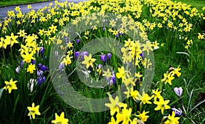 Field of Spring Flowers