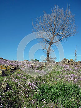 Field of spring flowers Ricotia lunaria meadow