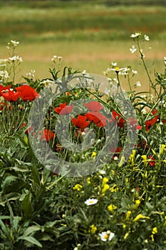 A field of spring flowers (shallow depth of field)