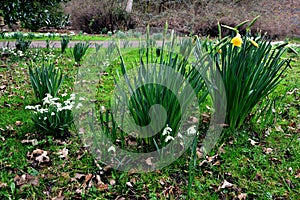 Field of Spring Flowers