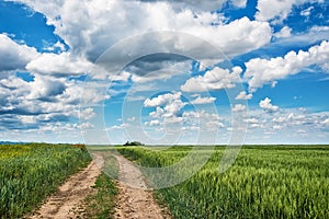 Field of spring fresh green grass and dirt road