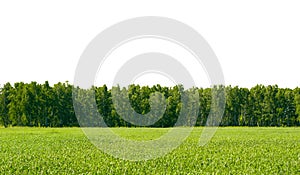 Field of spring grass and forest. In the daytime