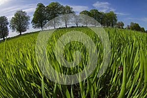 Field of spring greens