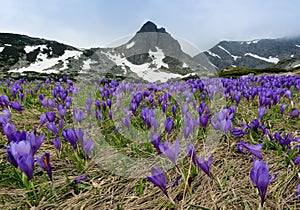 Field of spring time crocuses and Haramiya peak in the Rila Mountains, Bulgaria