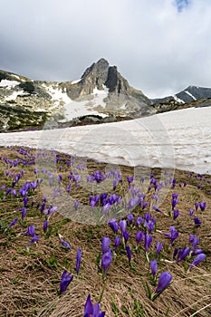 Field of spring time crocuses and Haramiya peak in the Rila Mountains, Bulgaria