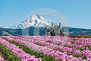 Field of Spring Tulips Blooming with an old Tractor and Snow Capped Mountain.