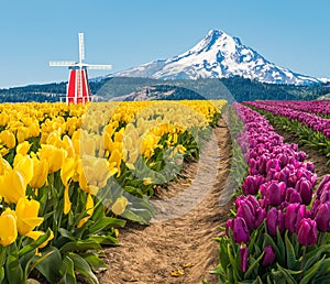 Field of Spring Tulips Blooming with Windmill and Mountain.