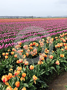 Field of spring tulips in full bloom