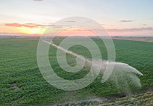 Field sprinklers at sunset