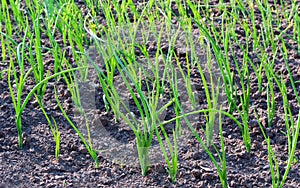 Field of sprout spring garden plant onion