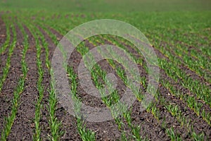 Field with sprouted winter crops in row, low wheat before hibernation.