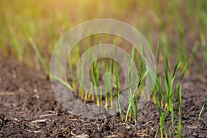 Field with sprouted winter crops in a row, low wheat, before hibernation.