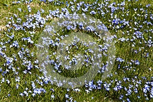 Field of Squill Flowers