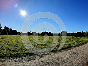 A field in St. Petersburg on a bright sunny day.
