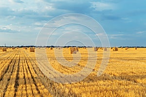 Field with straw bales after harvest with cloudy sky in sunset t