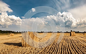 A field of straw bales photo