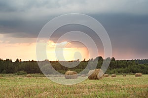 Field with straw rolls on a summer day