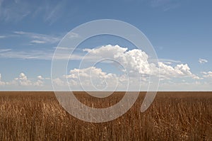 Field of straw after wheat grain is harvested