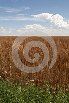 Field of straw after wheat grain harvested