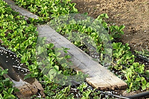 Field of strawberries plant. Organic plant. drip irrigation on a farm in the village. Healthy luxury food for life