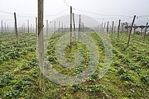 Field of strawberries in the spring. Strawberry growing outdoors. Large strawberry plantation in the countryside. Growing berries