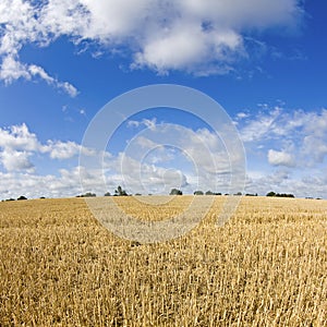 Field, stubble field.