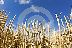 Field, stubble field. photo