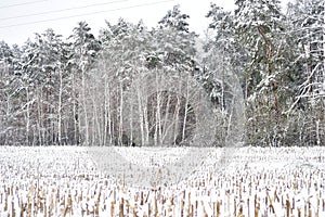 A field with stubble and a forest covered with snow