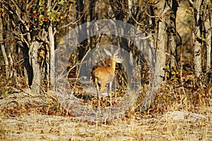 Field Study of a Steenbok Antelope photo