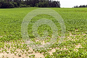 Field with sugar beet