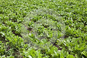 Field with sugar beet