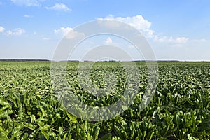 Field with sugar beet