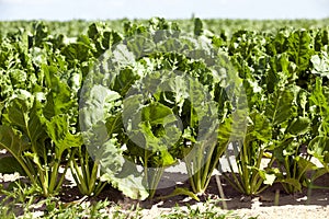 Field with sugar beet