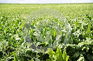 A field of sugar beet plants