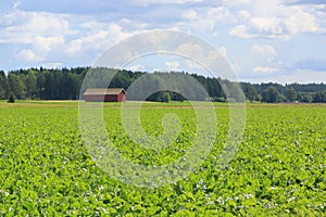 Field of Sugar Beet at Summer