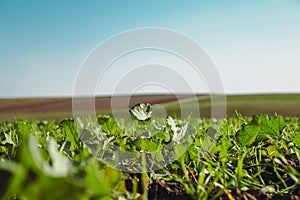 Field with sugar beets. Sugar beet cultivation. Sugar beet sprout growing.