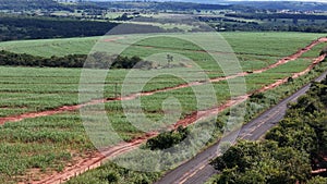 field sugar cane cultivation