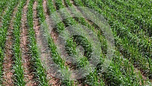 field sugar cane cultivation