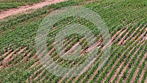 field sugar cane cultivation