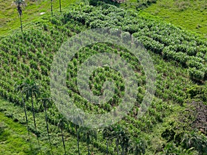 field sugar cane cultivation