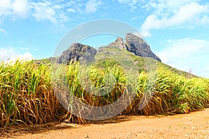 Field of sugar cane