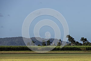 Field of sugar cane in tropical North Queensland.