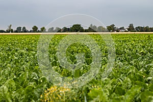 Field of suger beet, green leafes