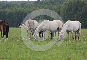 herd of horses