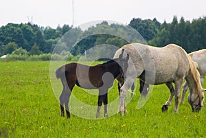herd of horses