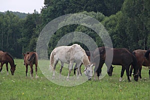 herd of horses