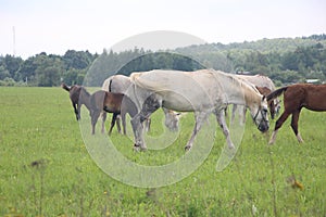 herd of horses