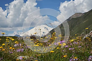Field of summer flowers against snowbound mountain background